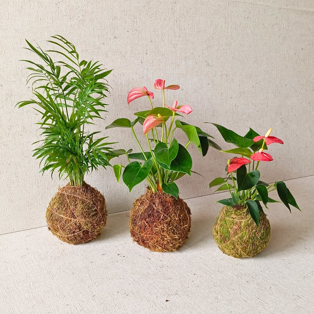 Kokedama artesanal
