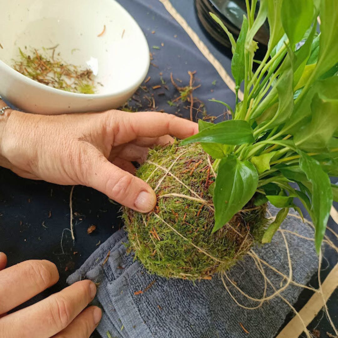 Experiencia Taller Kokedama (Grupos)