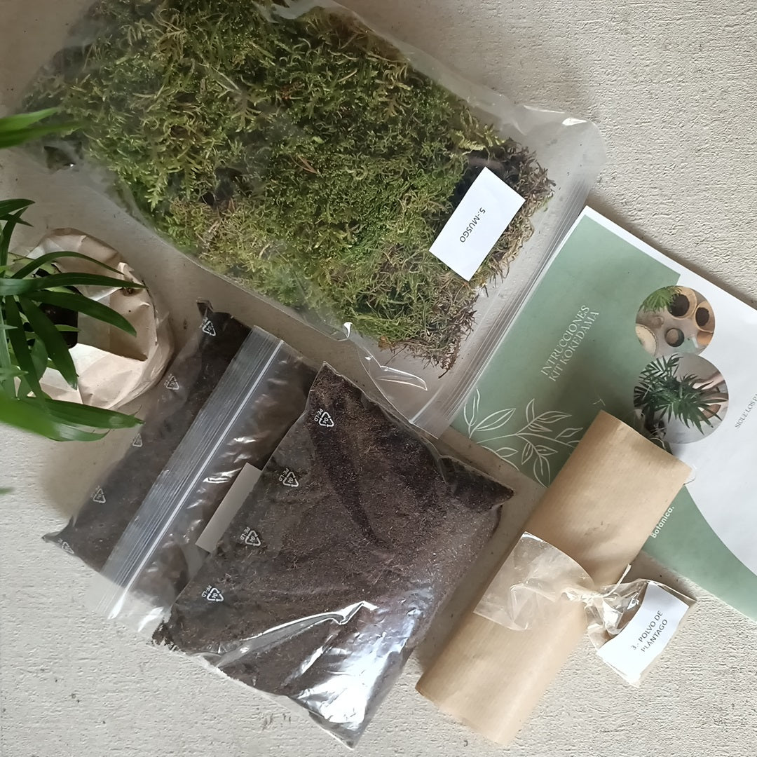 Kit Kokedama DIY