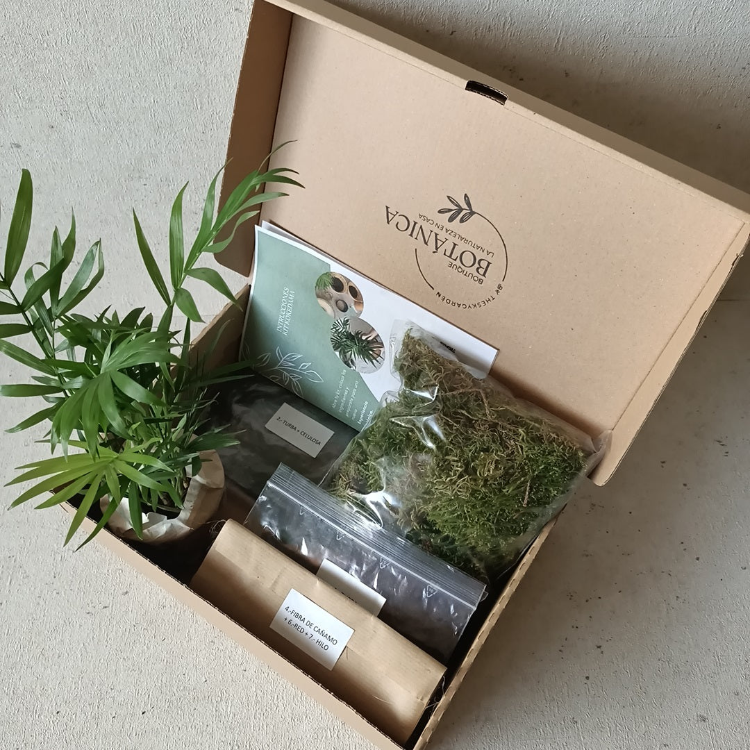 Kit Kokedama DIY
