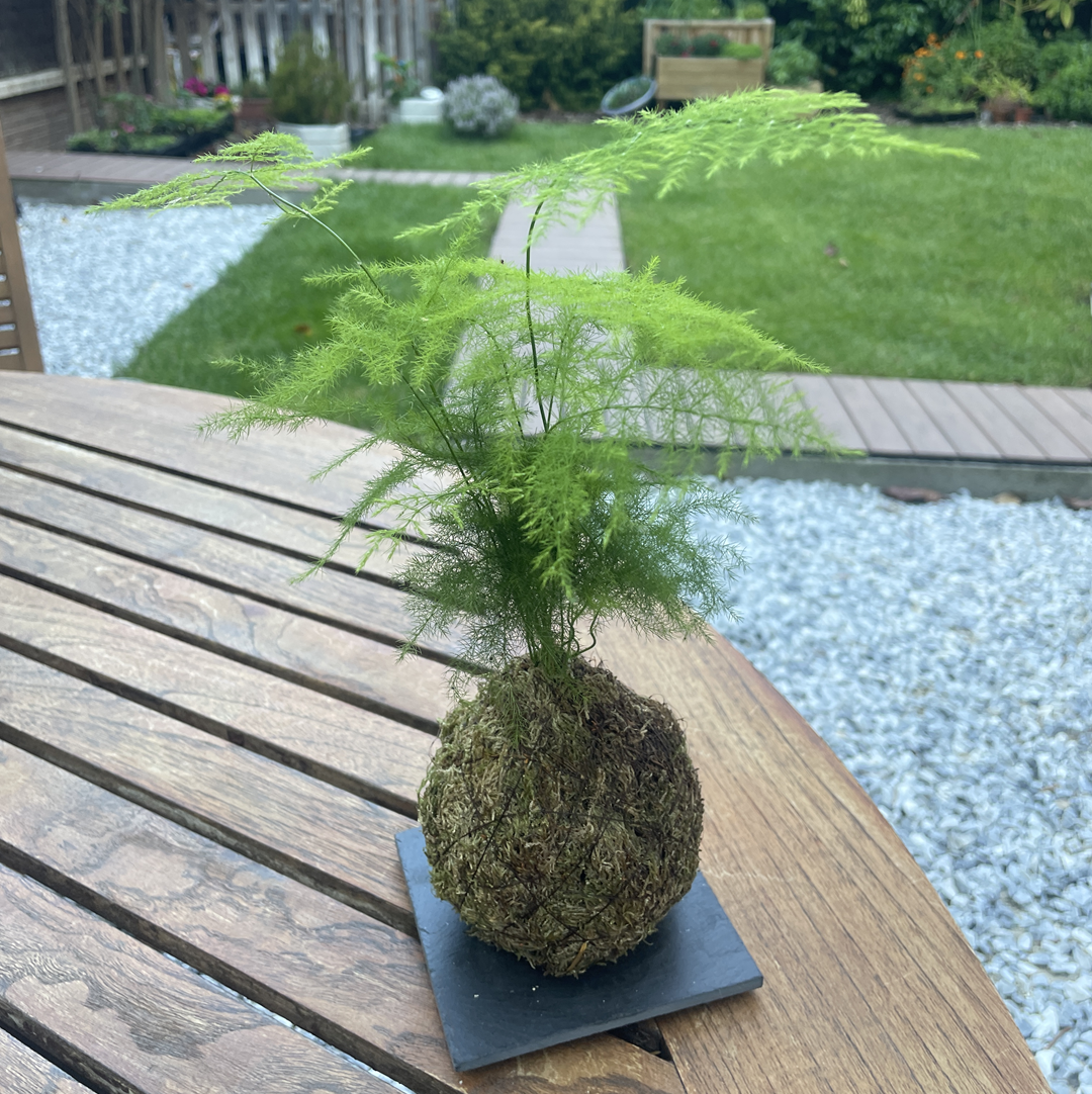 Kokedama artesanal