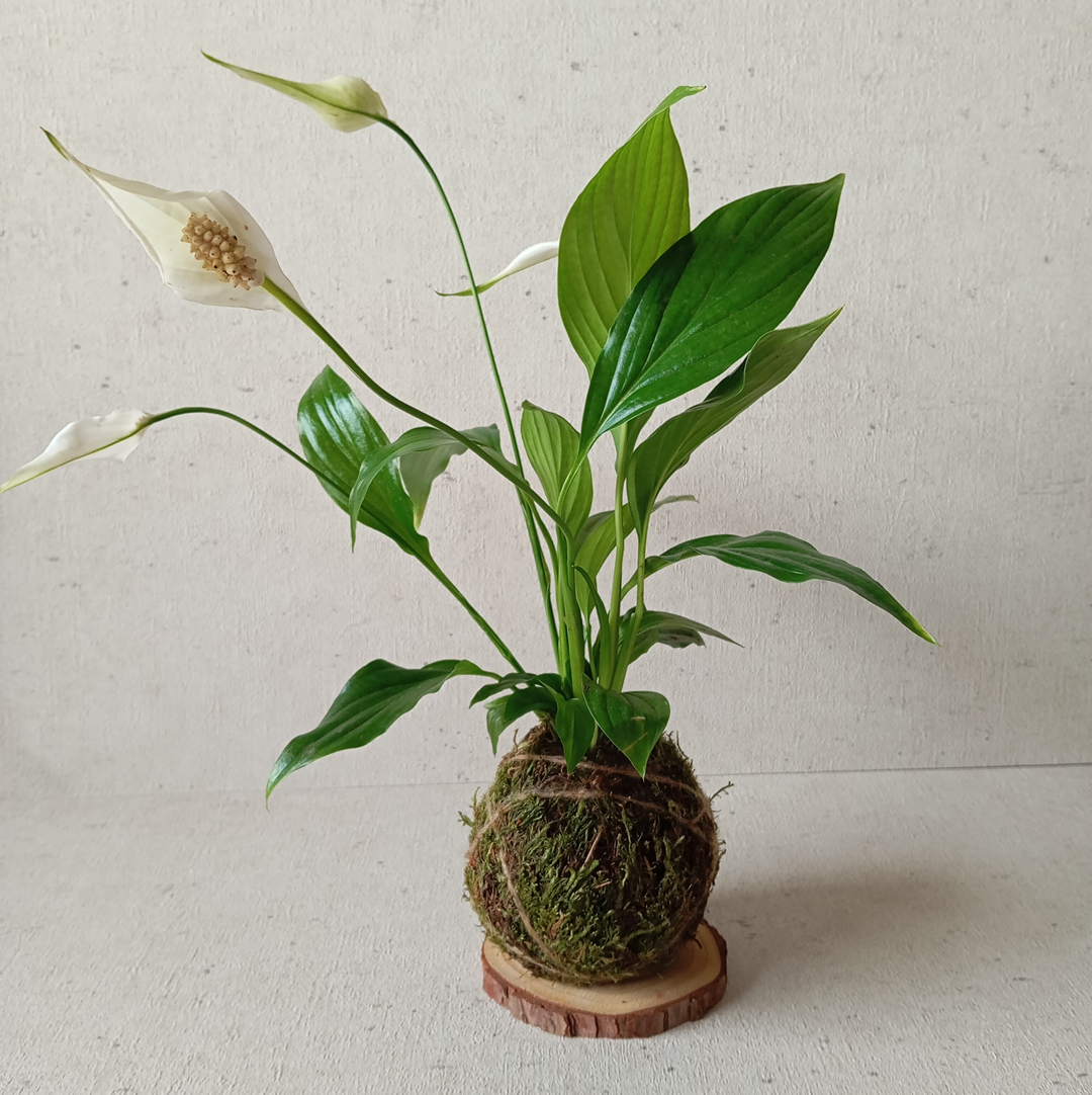 Kokedama artesanal