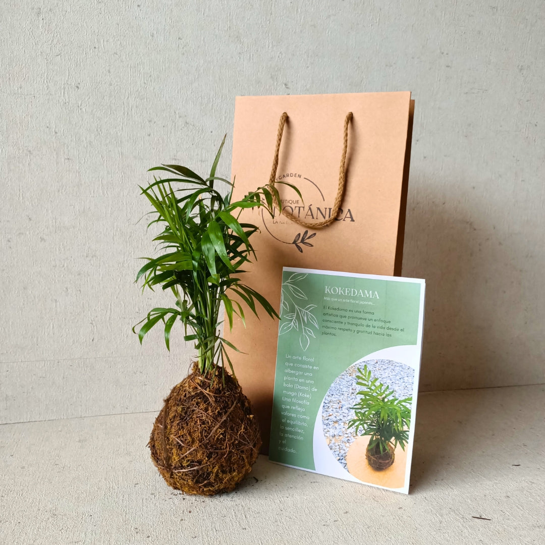 Kokedama artesanal