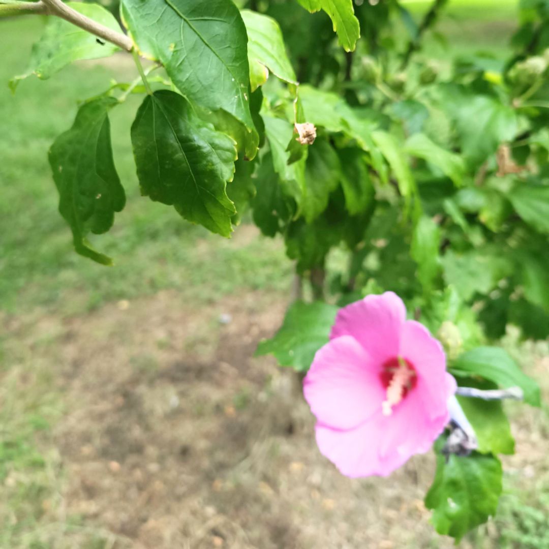 Exploración Botánica