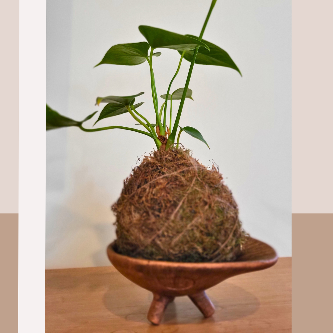 Doble experiencia: CERÁMICA y KOKEDAMA