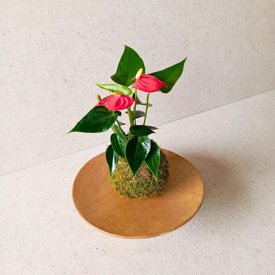 Kokedama artesanal