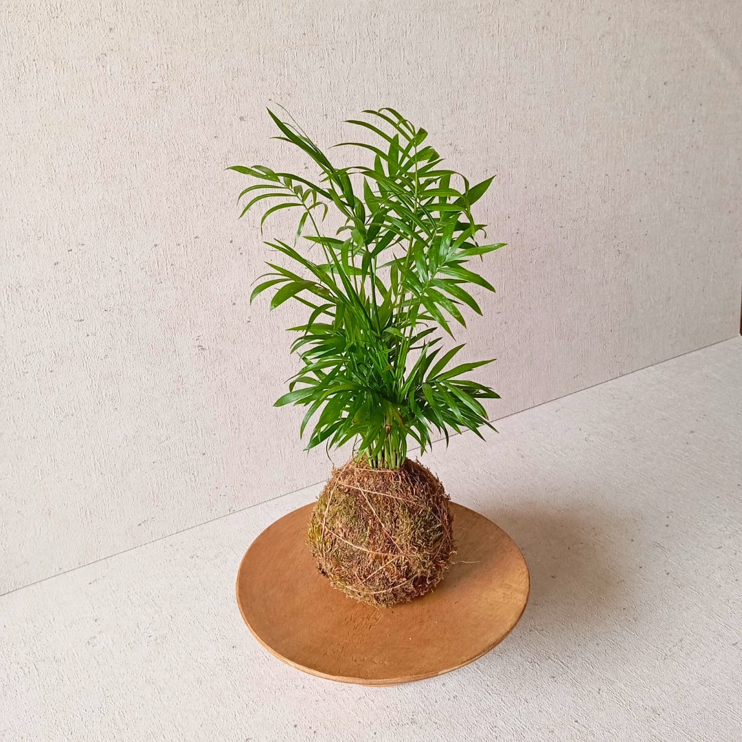 Kokedama artesanal