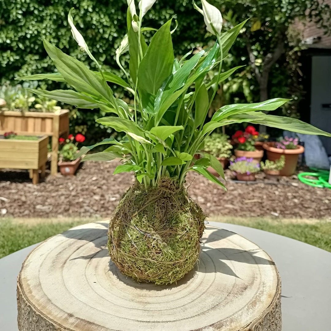 Kokedama artesanal