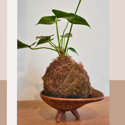 Doble experiencia: CERÁMICA y KOKEDAMA